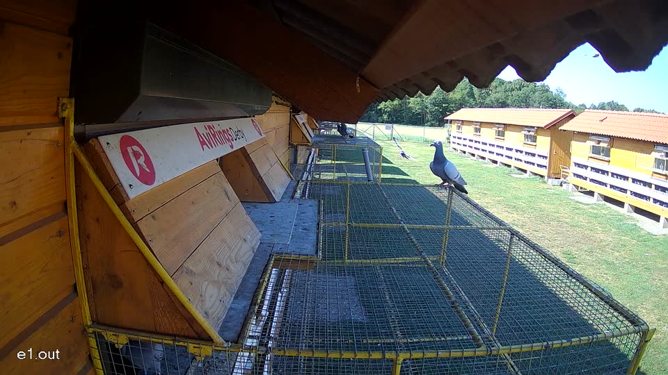 Pigeon Arrival Image For Race Race 2