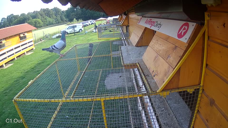Pigeon Arrival Image For Race Final race 1
