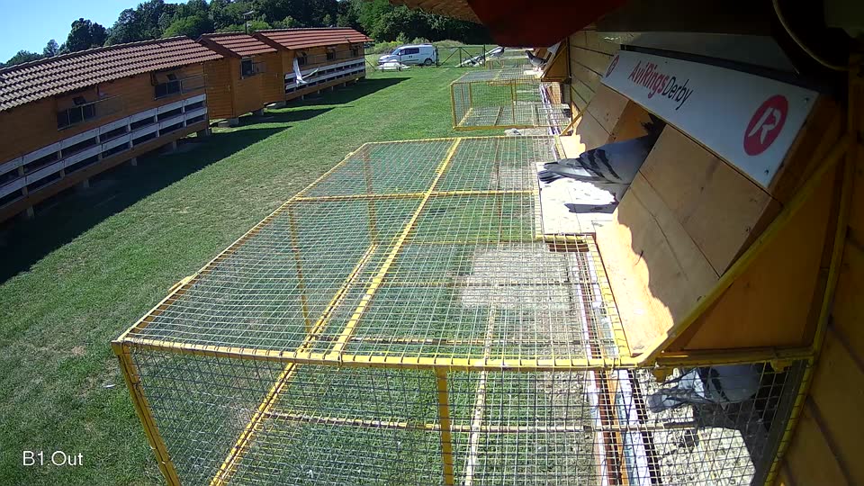 Pigeon Arrival Image For Race Race 2