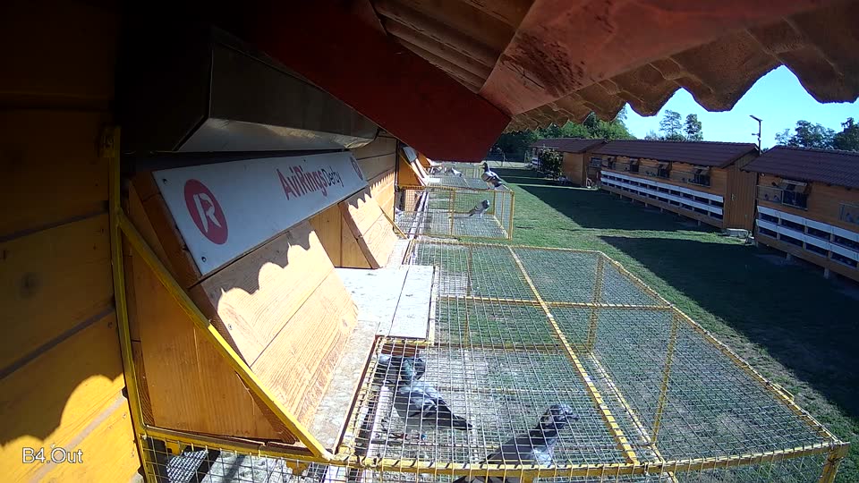 Pigeon Arrival Image For Race Final Race 1/3