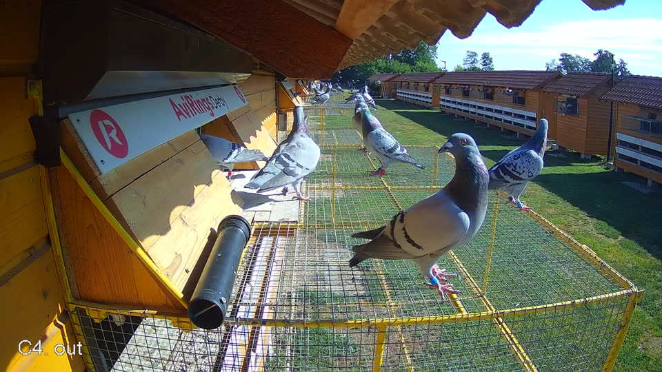 Pigeon Arrival Image For Race Race 2
