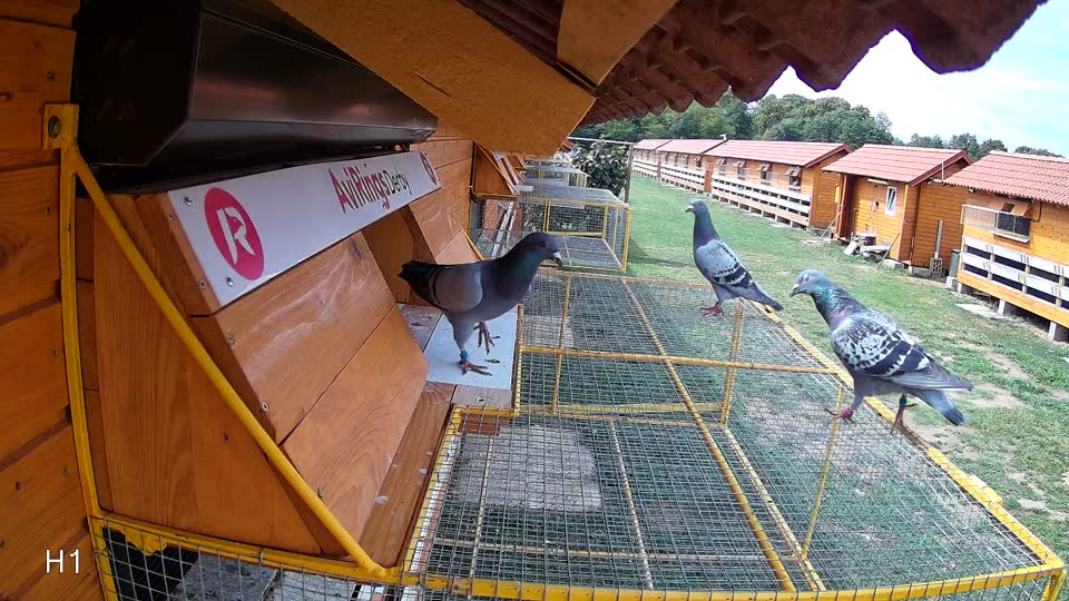 Pigeon Arrival Image For Race Race 4
