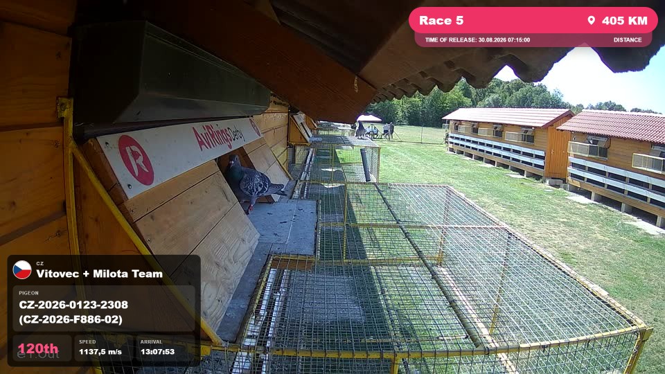 Pigeon Arrival Image For Race Race 5