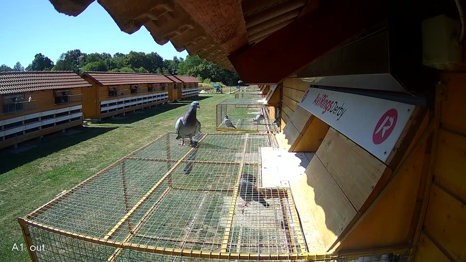 Pigeon Arrival Image For Race Race 3