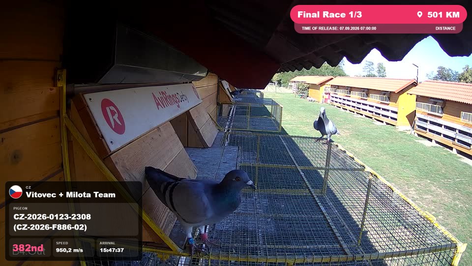 Pigeon Arrival Image For Race Final Race 1/3