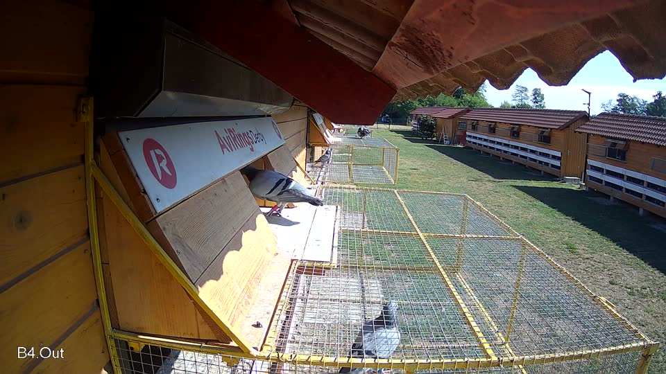 Pigeon Arrival Image For Race Race 2