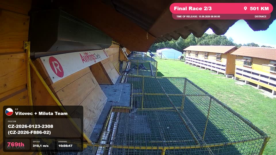 Pigeon Arrival Image For Race Final Race 2/3