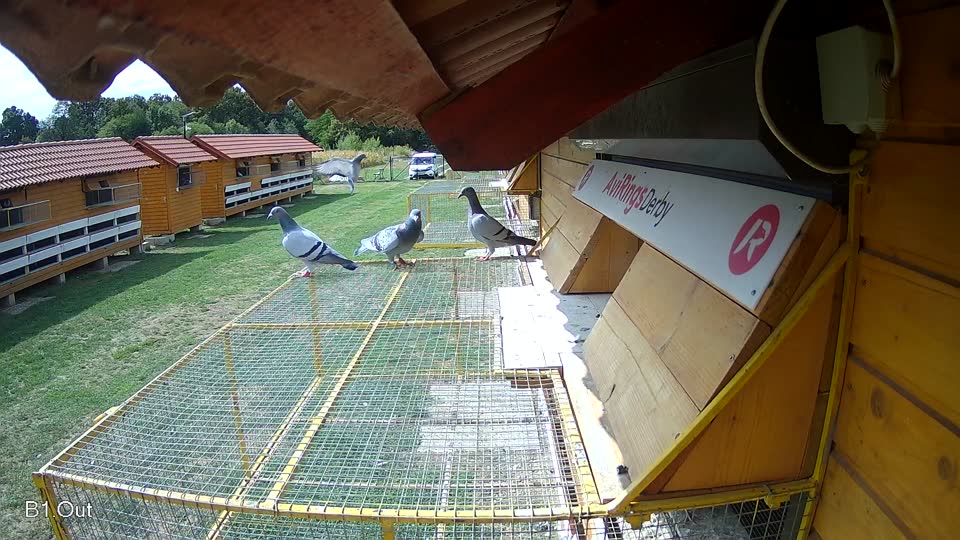 Pigeon Arrival Image For Race Race 4