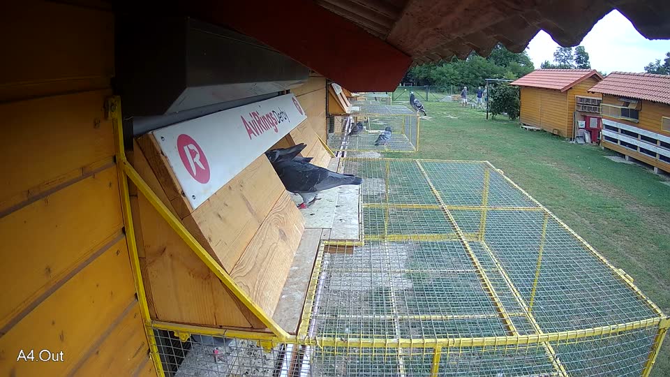 Pigeon Arrival Image For Race Race 3