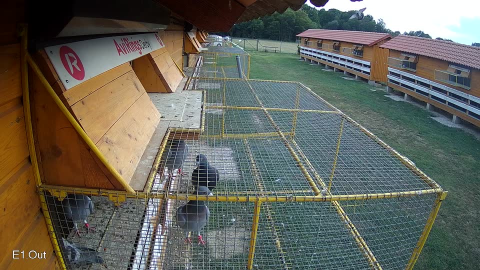 Pigeon Arrival Image For Race Race 4