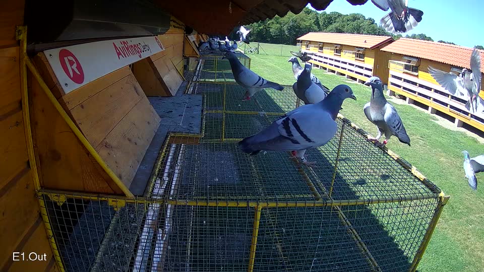 Pigeon Arrival Image For Race Race 2