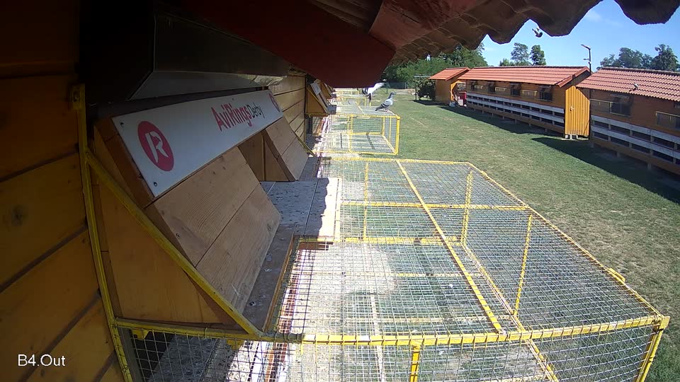 Pigeon Arrival Image For Race Race 5