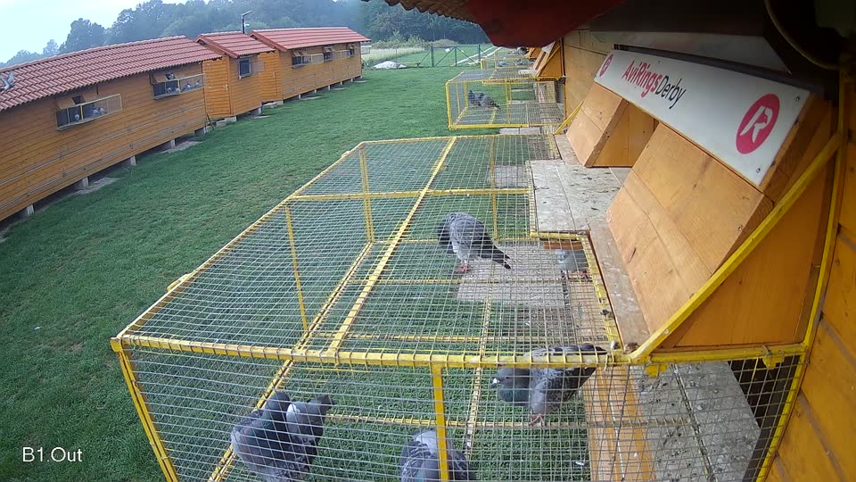 Pigeon Arrival Image For Race Final race 1