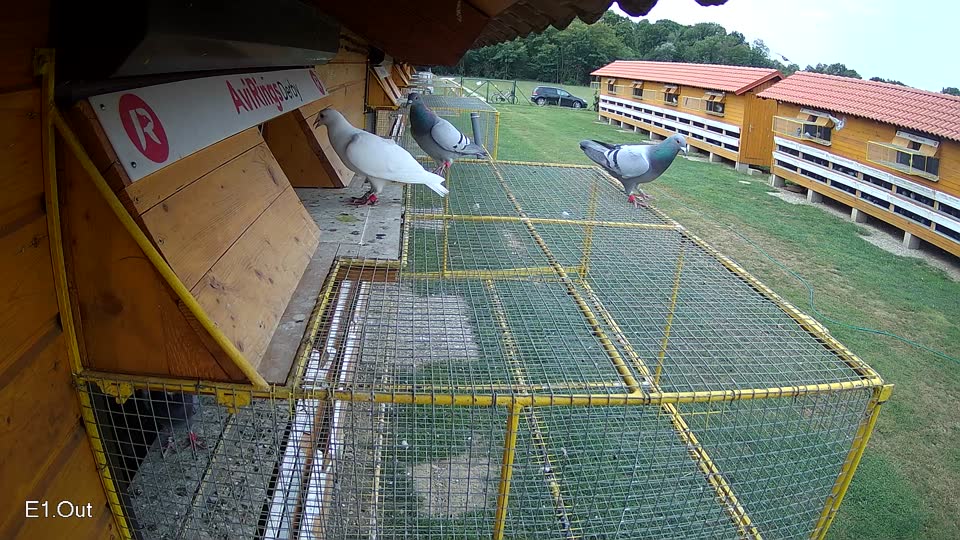 Pigeon Arrival Image For Race Race 3