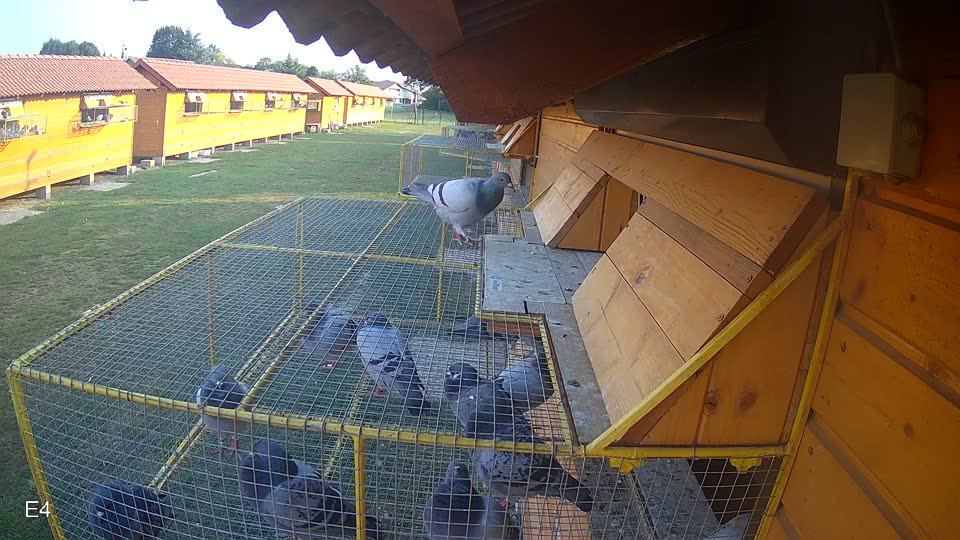 Pigeon Arrival Image For Race Race 4