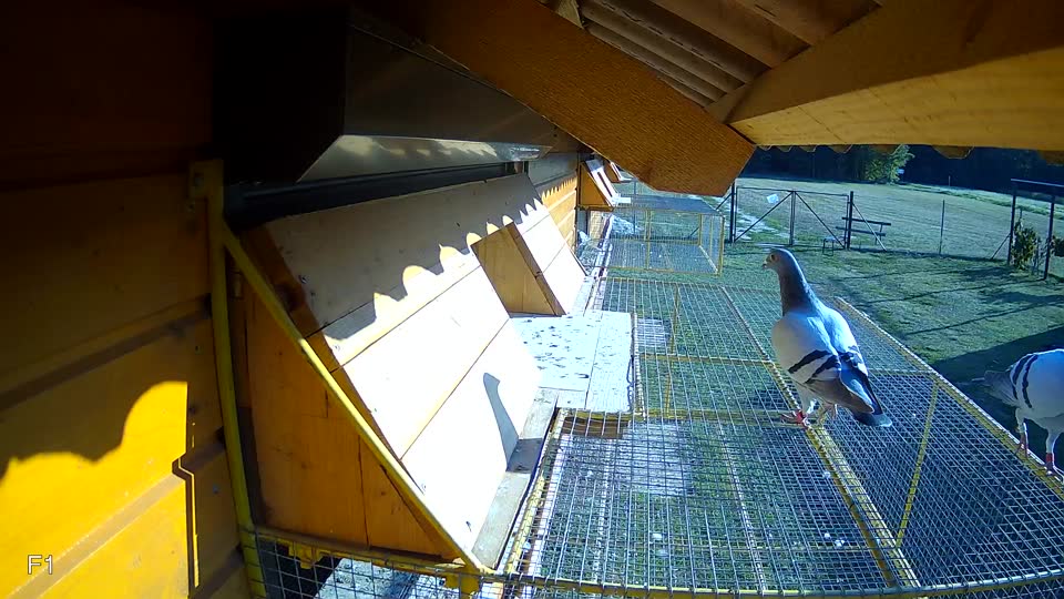 Pigeon Arrival Image For Race Race 5