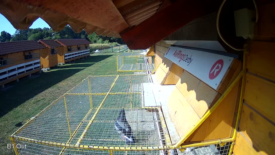 Pigeon Arrival Image For Race Race 2