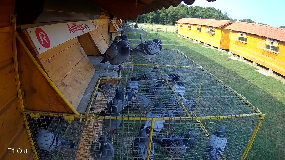 Pigeon Arrival Image For Race Race 4