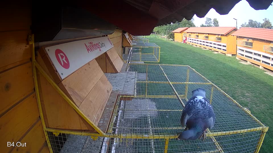 Pigeon Arrival Image For Race Final race 1
