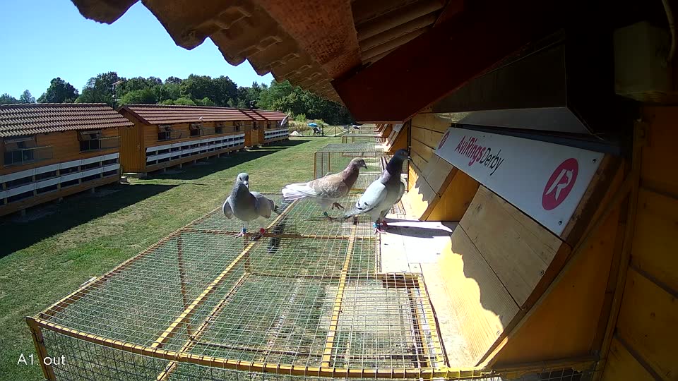 Pigeon Arrival Image For Race Race 3