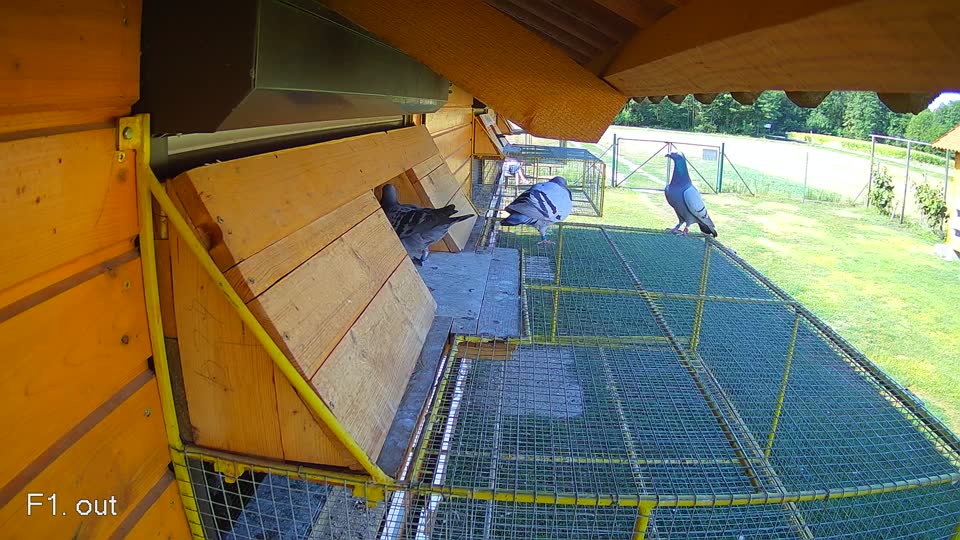 Pigeon Arrival Image For Race Race 2