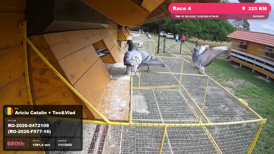 Pigeon Arrival Image For Race Race 4