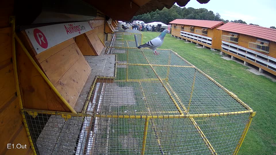 Pigeon Arrival Image For Race Final race 3