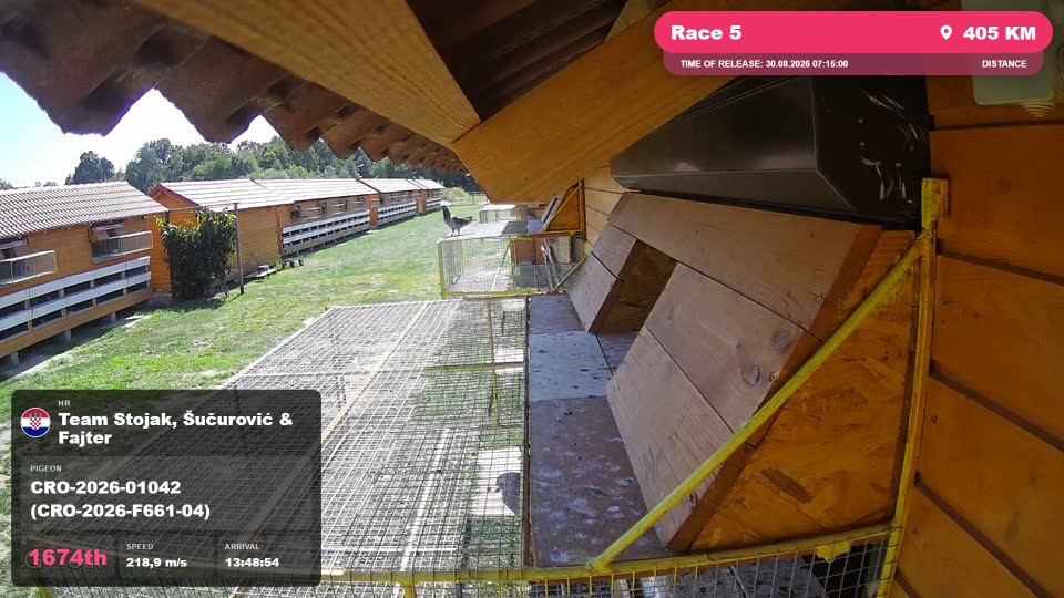Pigeon Arrival Image For Race Race 5