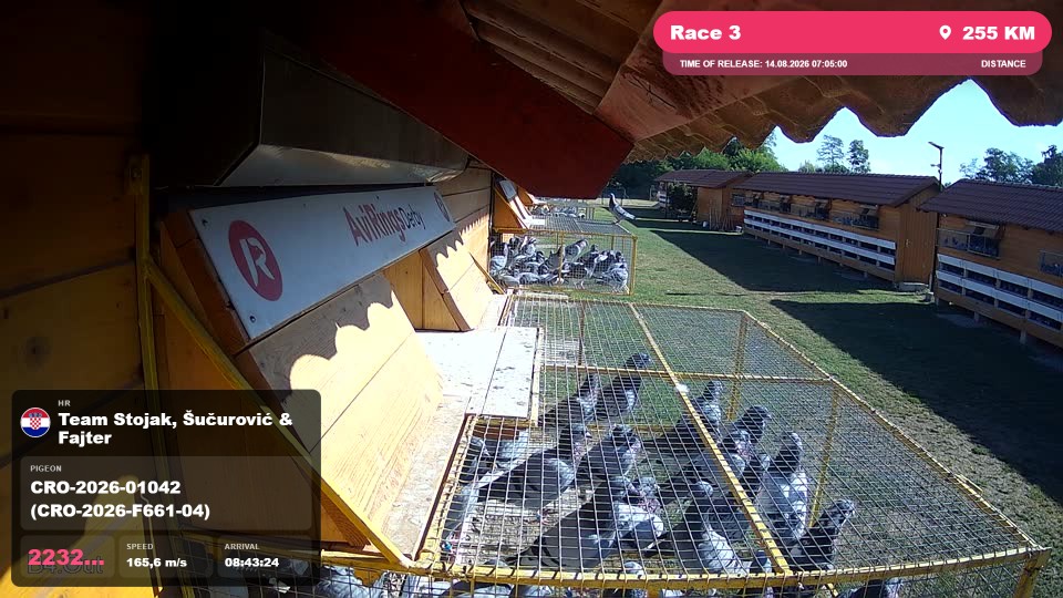 Pigeon Arrival Image For Race Race 3