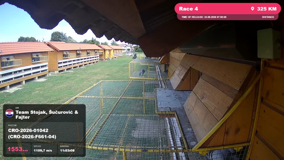 Pigeon Arrival Image For Race Race 4