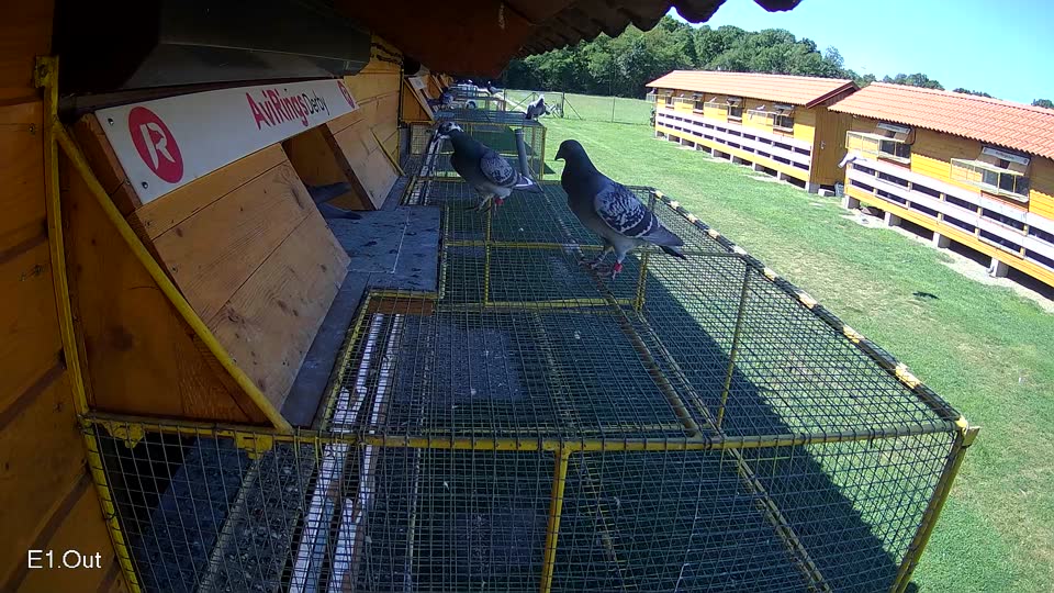 Pigeon Arrival Image For Race Race 2