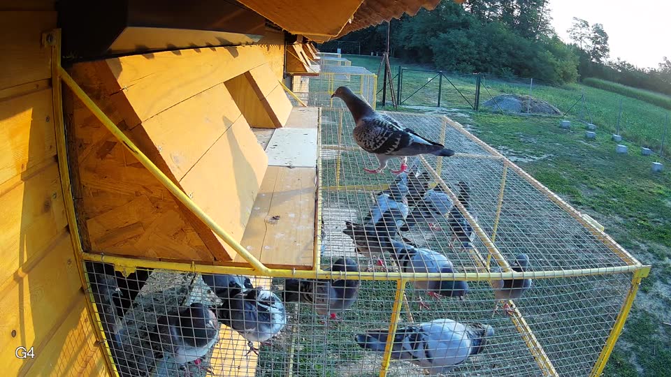 Pigeon Arrival Image For Race Race 4