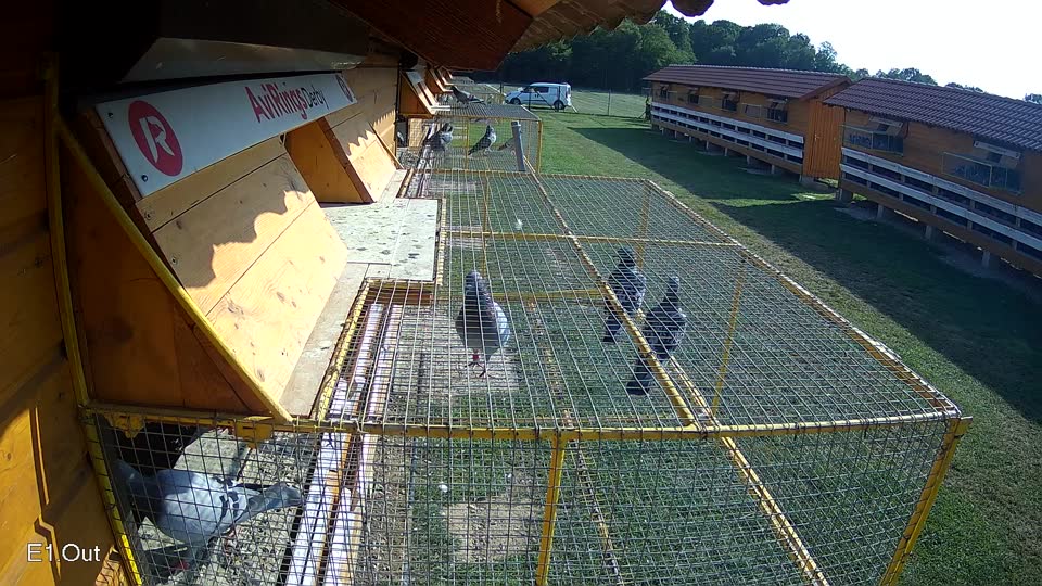 Pigeon Arrival Image For Race Race 3