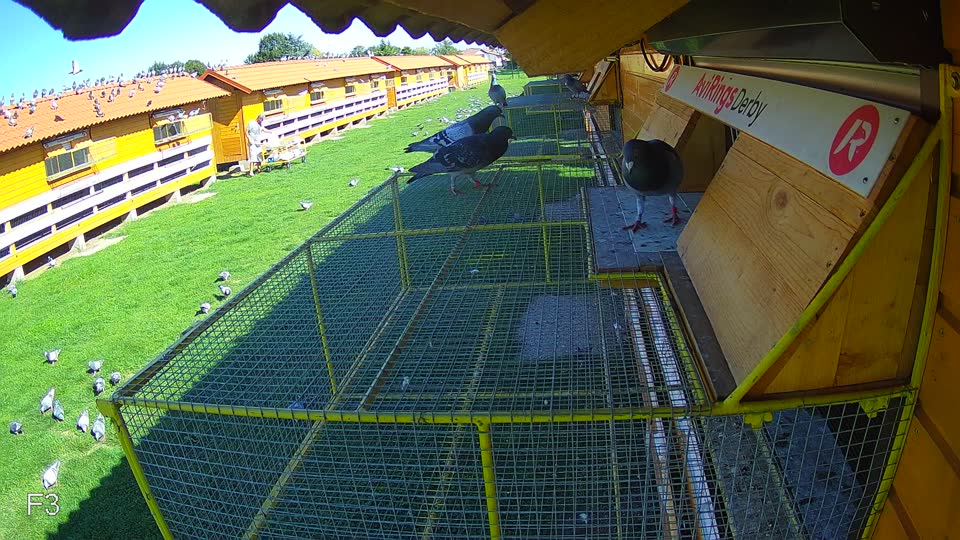 Pigeon Arrival Image For Race Final race 1
