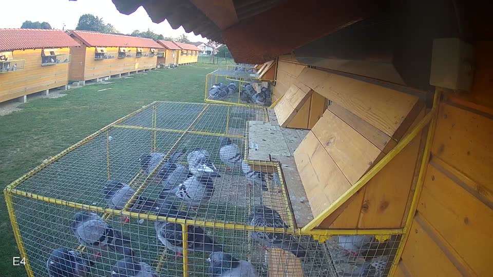 Pigeon Arrival Image For Race Race 5