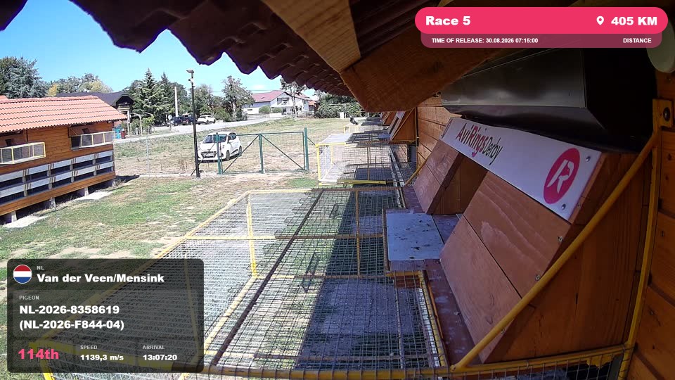 Pigeon Arrival Image For Race Race 5