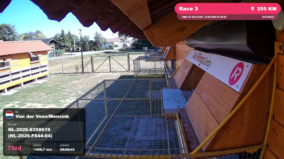 Pigeon Arrival Image For Race Race 3