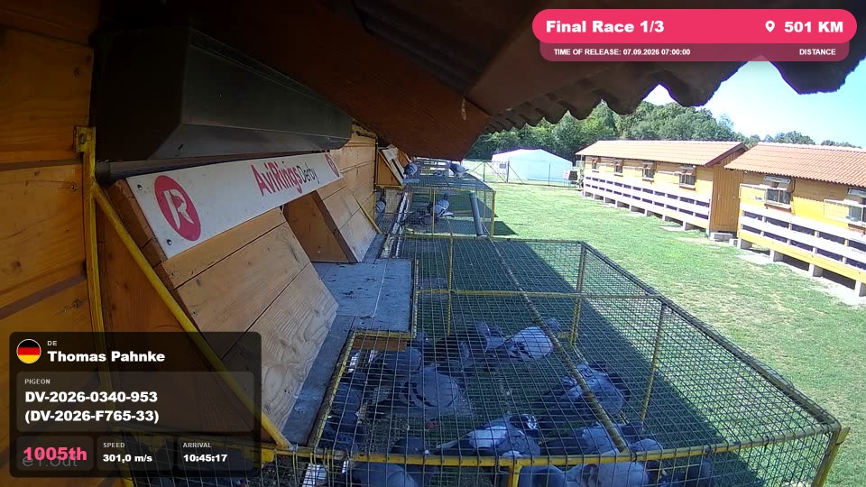 Pigeon Arrival Image For Race Final Race 1/3