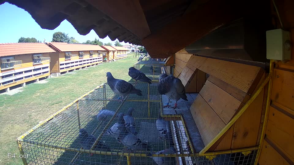 Pigeon Arrival Image For Race Race 2