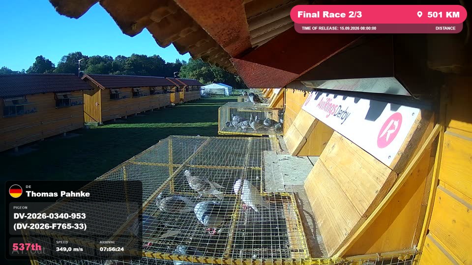 Pigeon Arrival Image For Race Final Race 2/3