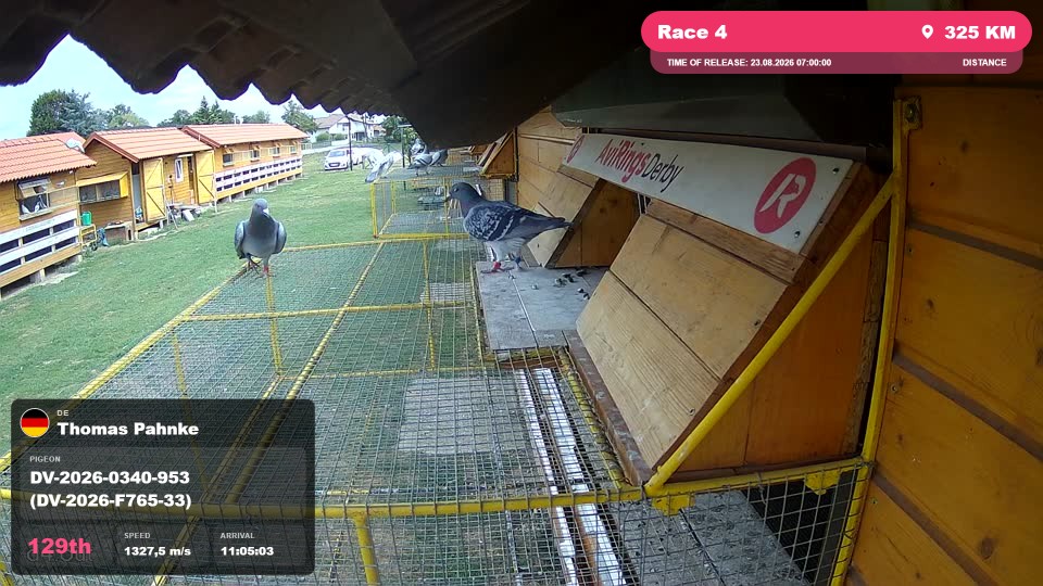 Pigeon Arrival Image For Race Race 4
