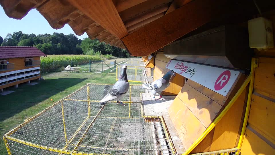 Pigeon Arrival Image For Race Race 1