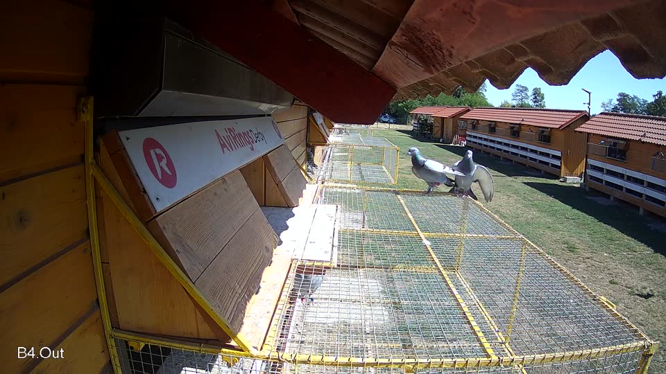 Pigeon Arrival Image For Race Race 3
