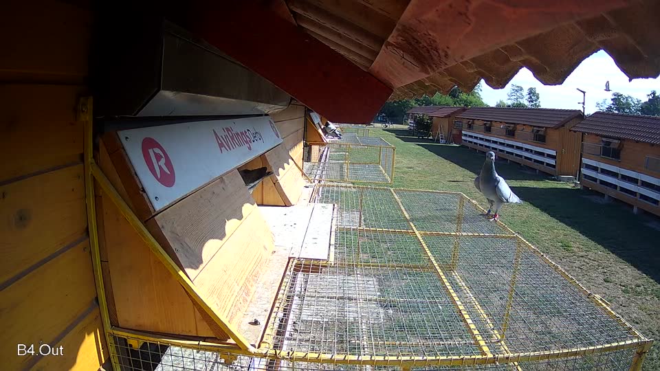 Pigeon Arrival Image For Race Race 2