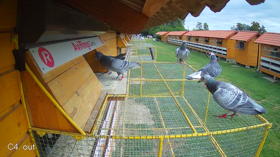 Pigeon Arrival Image For Race Race 4