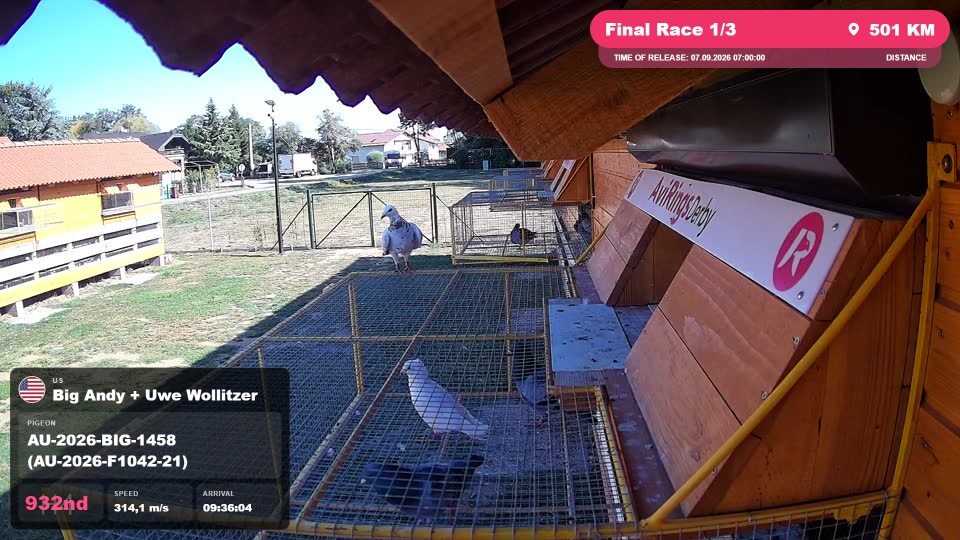 Pigeon Arrival Image For Race Final Race 1/3