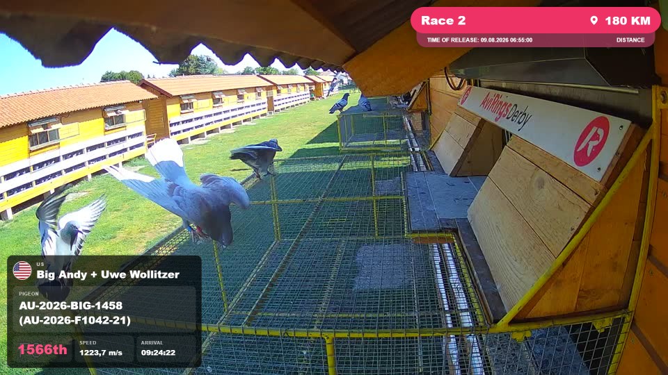 Pigeon Arrival Image For Race Race 2