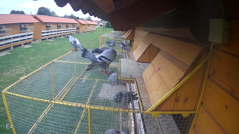 Pigeon Arrival Image For Race Race 6