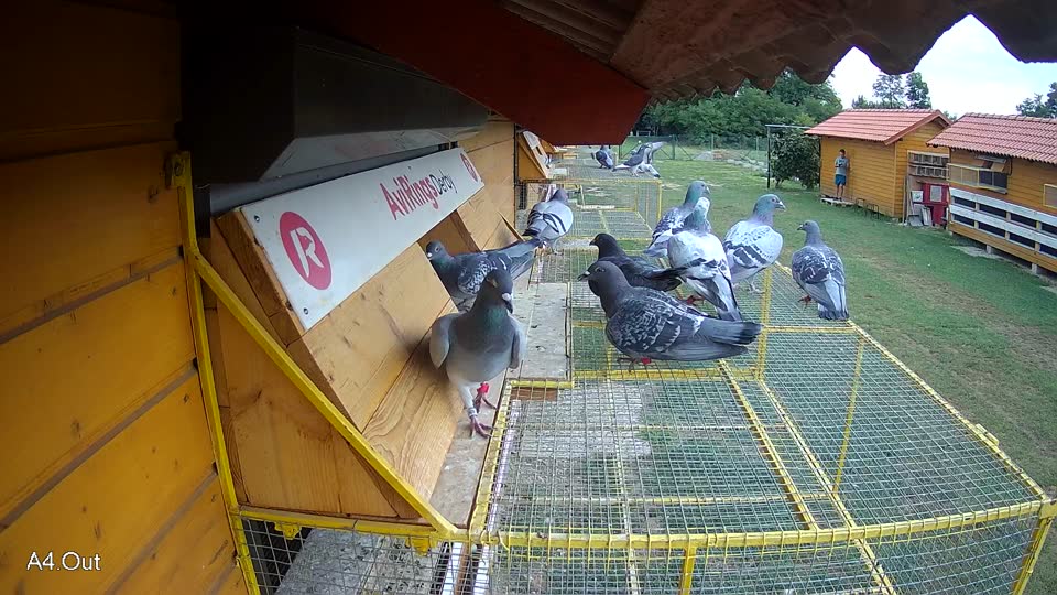 Pigeon Arrival Image For Race Race 3