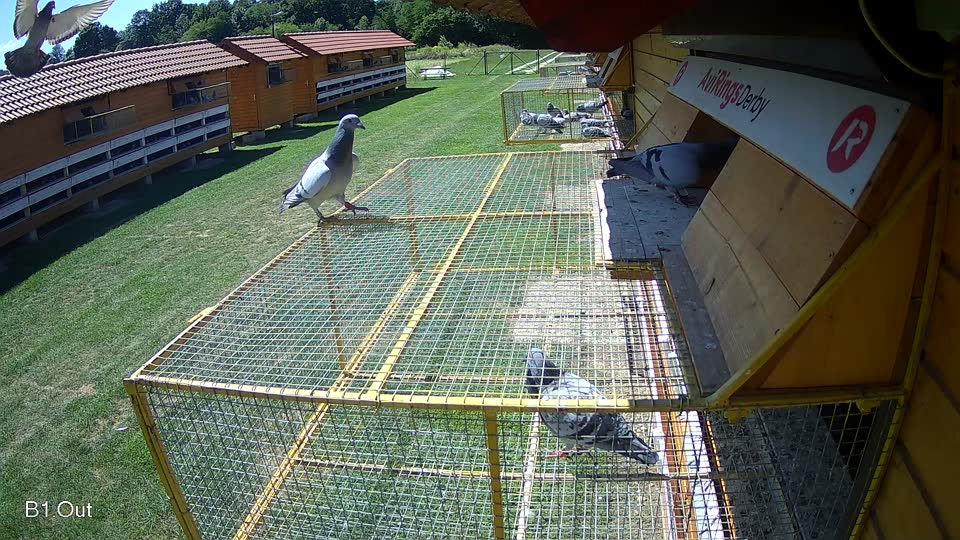 Pigeon Arrival Image For Race Race 2